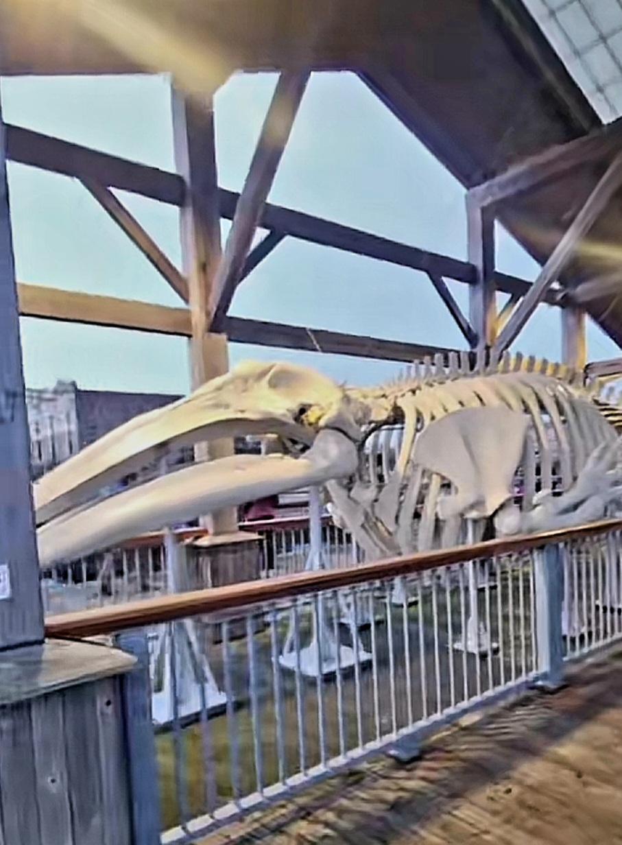 The Whale on the Wharf