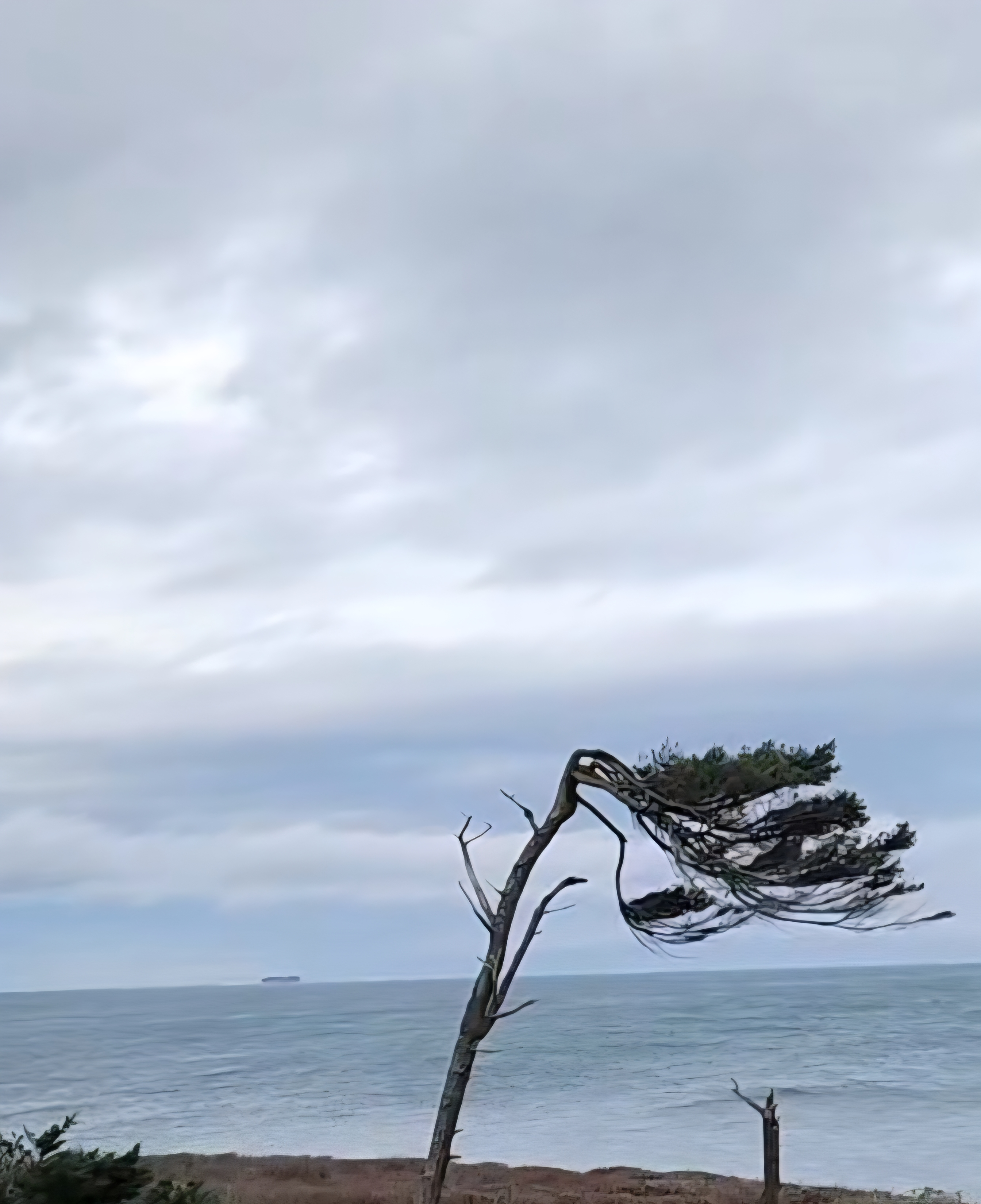 The Ring Tree