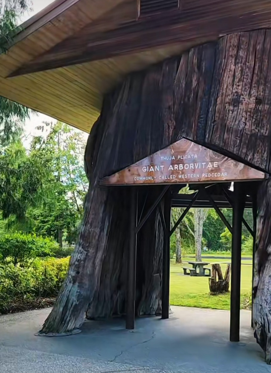 Giant Cedar Stump
