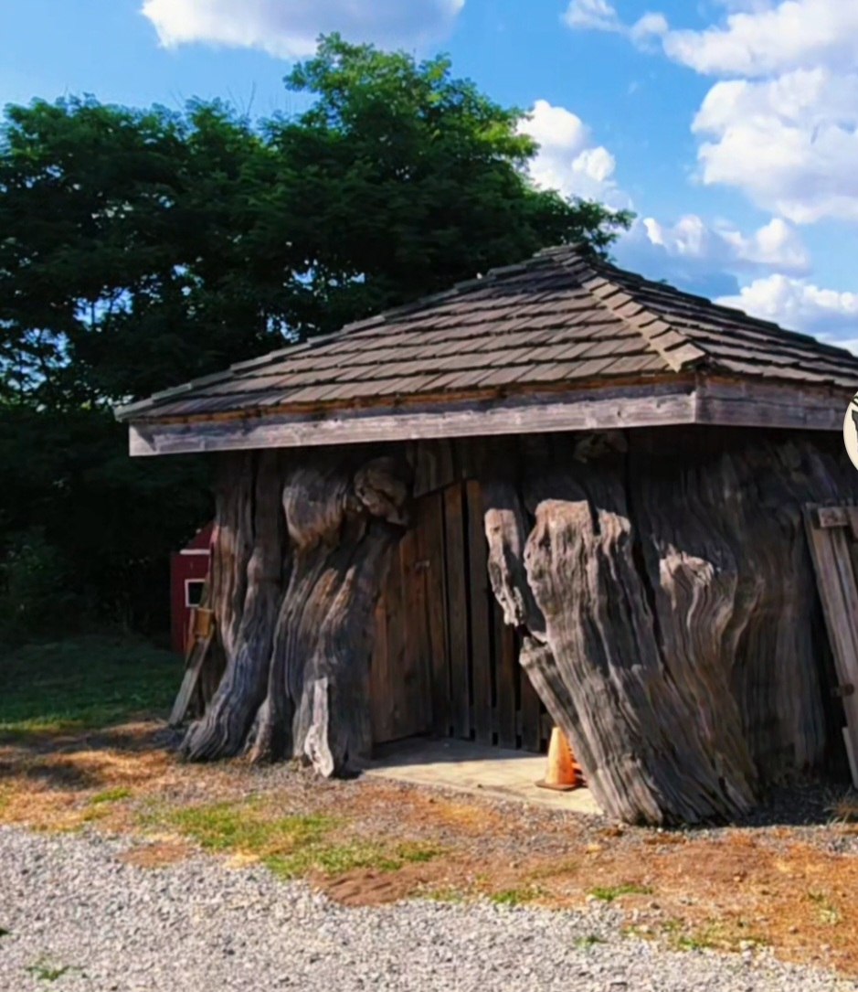Stump House & 700 year old tree cross section-Stillaguamish Valley Pioneer Museum